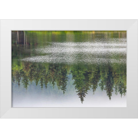 Alaska-Sitka Forest reflection in Swan Lake  White Modern Wood Framed Art Print by Jaynes Gallery
