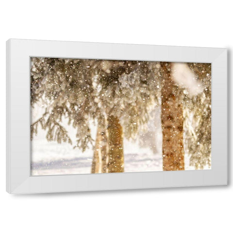 Alaska Close-up of frost falling from branches in winter White Modern Wood Framed Art Print by Jaynes Gallery