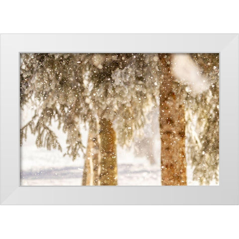 Alaska Close-up of frost falling from branches in winter White Modern Wood Framed Art Print by Jaynes Gallery