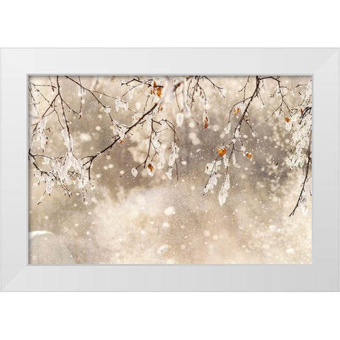 Alaska Close-up of frost falling from branches in winter White Modern Wood Framed Art Print by Jaynes Gallery