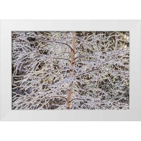 Alaska Frost-covered tree limbs White Modern Wood Framed Art Print by Jaynes Gallery