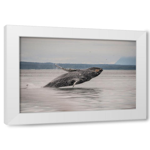 Usa-Alaska Humpback whales jumping and breaching White Modern Wood Framed Art Print by Sederquist, Betty