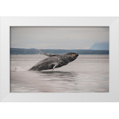 Usa-Alaska Humpback whales jumping and breaching White Modern Wood Framed Art Print by Sederquist, Betty