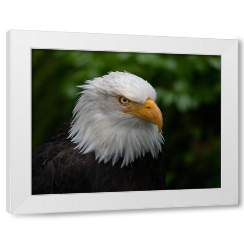 Usa-Alaska Alaska Raptor Center-this bald eagle poses for the camera White Modern Wood Framed Art Print by Sederquist, Betty