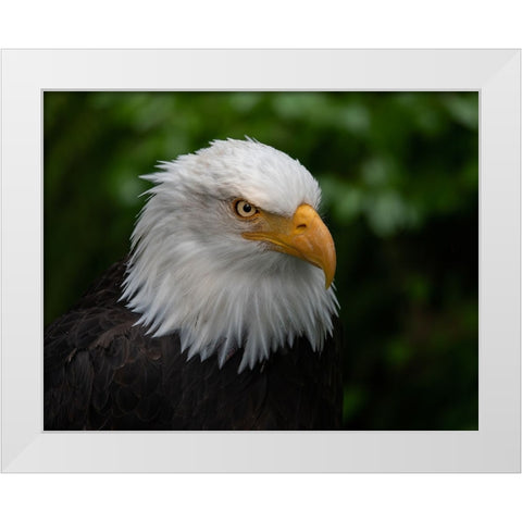 Usa-Alaska Alaska Raptor Center-this bald eagle poses for the camera White Modern Wood Framed Art Print by Sederquist, Betty
