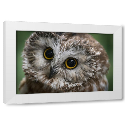 Usa-Alaska This tiny saw-whet owl is a permanent resident of the Alaska Raptor Center White Modern Wood Framed Art Print by Sederquist, Betty