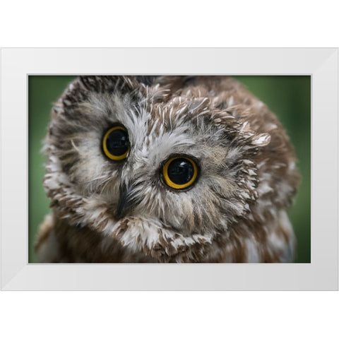 Usa-Alaska This tiny saw-whet owl is a permanent resident of the Alaska Raptor Center White Modern Wood Framed Art Print by Sederquist, Betty