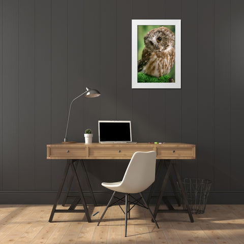 Usa-Alaska This tiny saw-whet owl is a permanent resident of the Alaska Raptor Center in Sitka White Modern Wood Framed Art Print by Sederquist, Betty