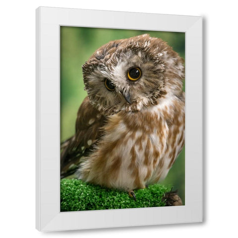 Usa-Alaska This tiny saw-whet owl is a permanent resident of the Alaska Raptor Center in Sitka White Modern Wood Framed Art Print by Sederquist, Betty