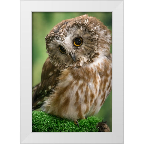 Usa-Alaska This tiny saw-whet owl is a permanent resident of the Alaska Raptor Center in Sitka White Modern Wood Framed Art Print by Sederquist, Betty