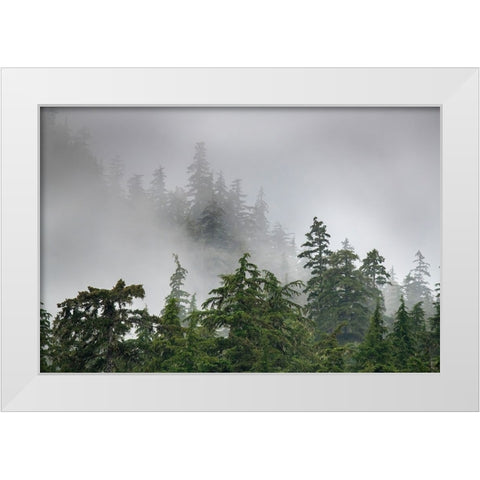 Usa-Alaska Mists-fog and rain for the coastal temperate rainforest in Southeast Alaska White Modern Wood Framed Art Print by Sederquist, Betty