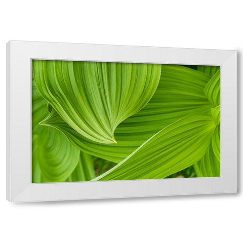 Usa-Alaska False hellebore-also known as corn lily White Modern Wood Framed Art Print by Sederquist, Betty