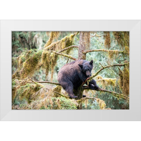 Black bear cub finds safety in a tree at Anan Creek. White Modern Wood Framed Art Print by Sederquist, Betty