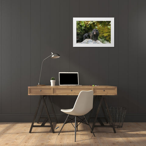 Black bear cub following its mama at Anan Creek. White Modern Wood Framed Art Print by Sederquist, Betty