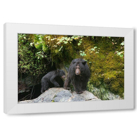 Black bear cub following its mama at Anan Creek. White Modern Wood Framed Art Print by Sederquist, Betty