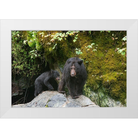 Black bear cub following its mama at Anan Creek. White Modern Wood Framed Art Print by Sederquist, Betty
