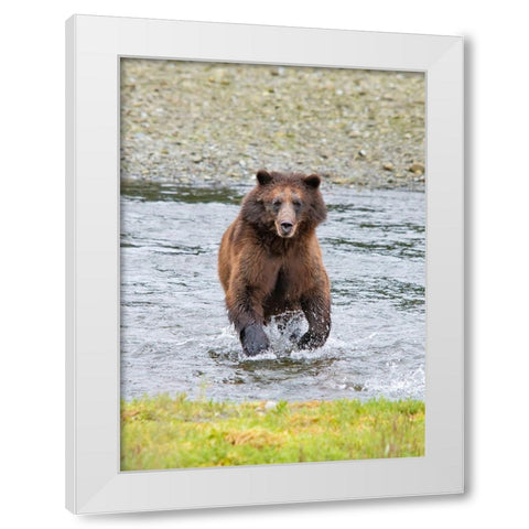 Brown bear chases after a salmon dinner at Pack Creek. White Modern Wood Framed Art Print by Sederquist, Betty