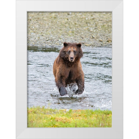 Brown bear chases after a salmon dinner at Pack Creek. White Modern Wood Framed Art Print by Sederquist, Betty