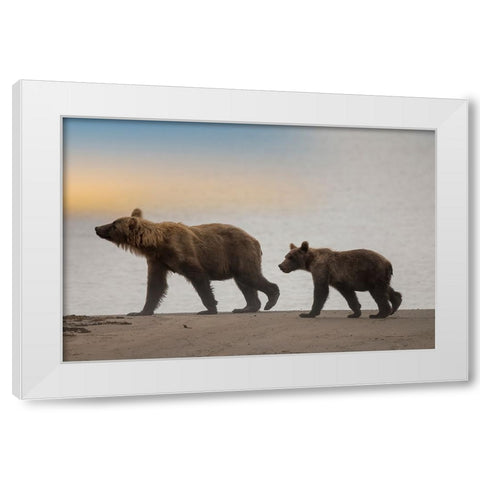 Brown bear cub and sow walk a Cook Inlet beach. White Modern Wood Framed Art Print by Sederquist, Betty