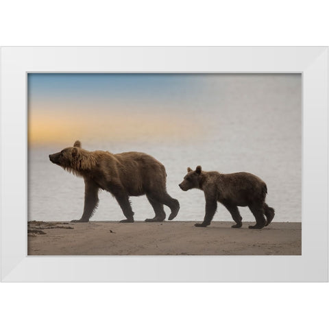 Brown bear cub and sow walk a Cook Inlet beach. White Modern Wood Framed Art Print by Sederquist, Betty
