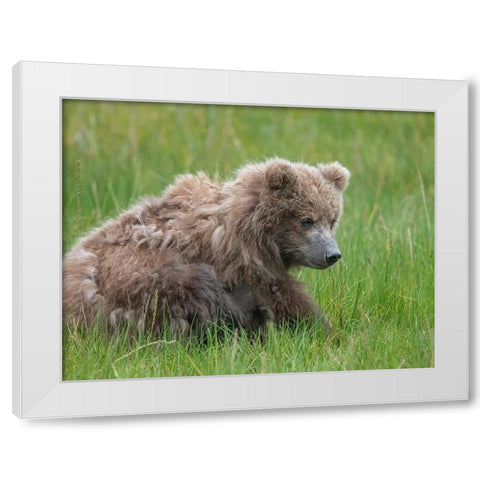 Brown bear cub eating sedge grasses. White Modern Wood Framed Art Print by Sederquist, Betty