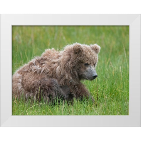 Brown bear cub eating sedge grasses. White Modern Wood Framed Art Print by Sederquist, Betty