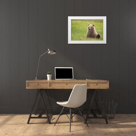 Brown bear cub eating sedge grasses. White Modern Wood Framed Art Print by Sederquist, Betty