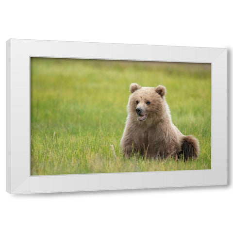 Brown bear cub eating sedge grasses. White Modern Wood Framed Art Print by Sederquist, Betty
