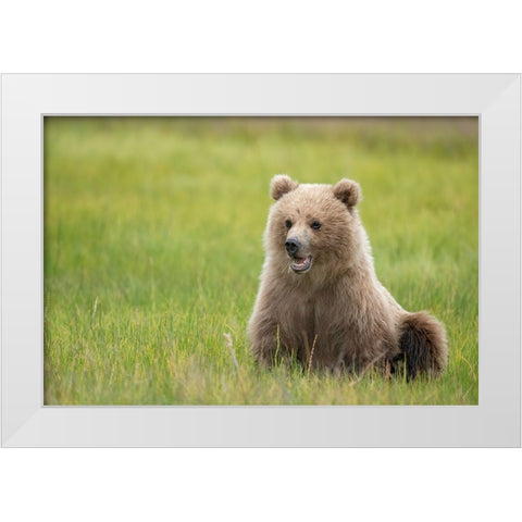 Brown bear cub eating sedge grasses. White Modern Wood Framed Art Print by Sederquist, Betty