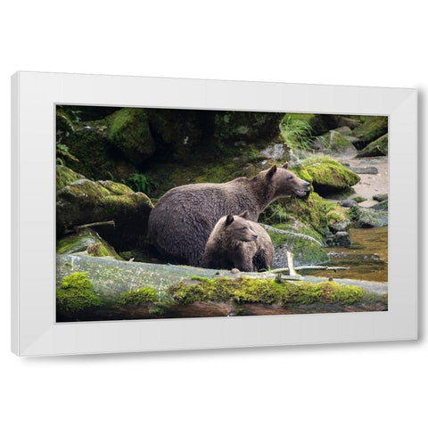 Brown bear cub staying close to mom at Anan Creek. White Modern Wood Framed Art Print by Sederquist, Betty