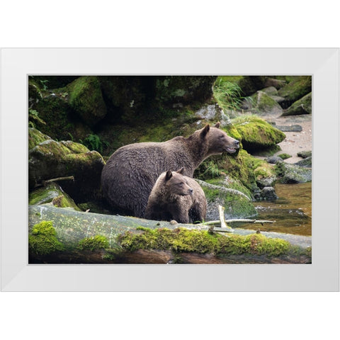 Brown bear cub staying close to mom at Anan Creek. White Modern Wood Framed Art Print by Sederquist, Betty
