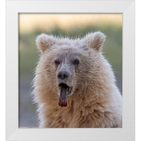 Brown bear cub sticking out its tongue. White Modern Wood Framed Art Print by Sederquist, Betty