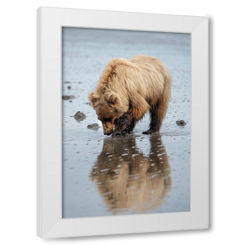 Brown bear digs for clams in the mud of Cook Inlet. White Modern Wood Framed Art Print by Sederquist, Betty