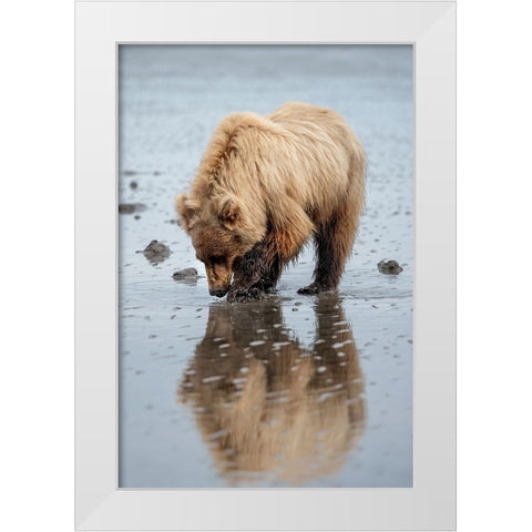 Brown bear digs for clams in the mud of Cook Inlet. White Modern Wood Framed Art Print by Sederquist, Betty