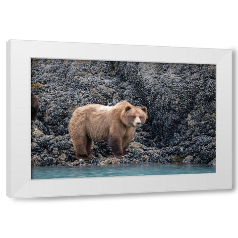 a brown bear looking for food at low tide- Muir Inlet- Glacier Bay. White Modern Wood Framed Art Print by Sederquist, Betty