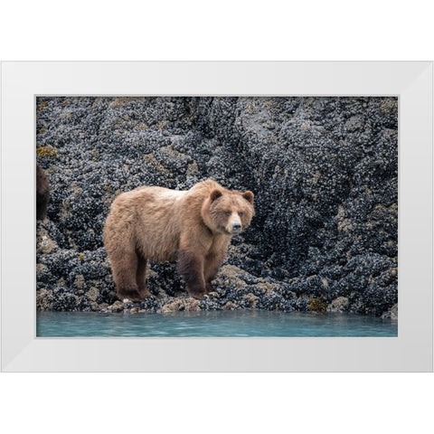 a brown bear looking for food at low tide- Muir Inlet- Glacier Bay. White Modern Wood Framed Art Print by Sederquist, Betty