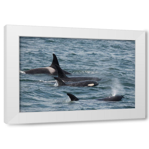 An orca family swimming along Icy Strait- Alaska. White Modern Wood Framed Art Print by Sederquist, Betty