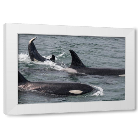 An orca family swimming along Icy Strait- Alaska. White Modern Wood Framed Art Print by Sederquist, Betty