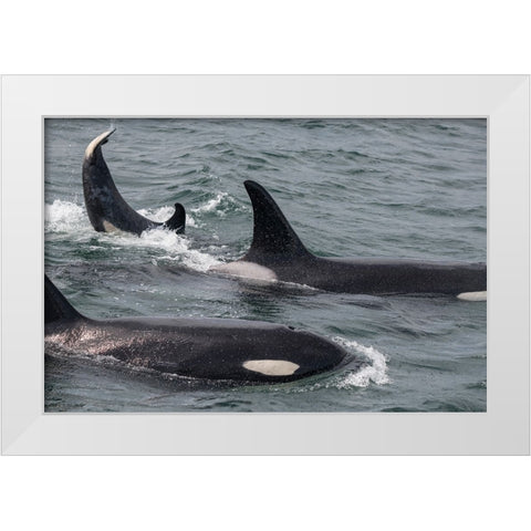 An orca family swimming along Icy Strait- Alaska. White Modern Wood Framed Art Print by Sederquist, Betty