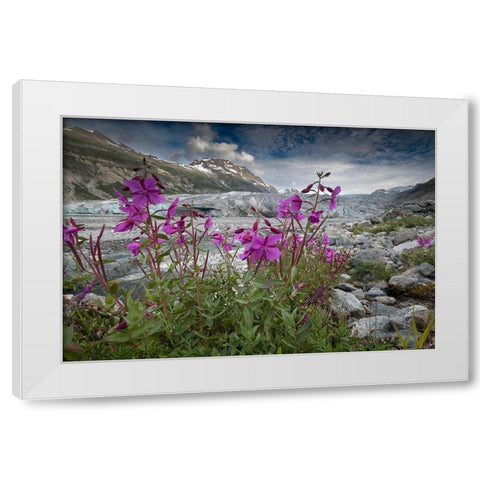 Beach beauty flowers thriving near the terminus of Reid Glacier- Glacier Bay. White Modern Wood Framed Art Print by Sederquist, Betty