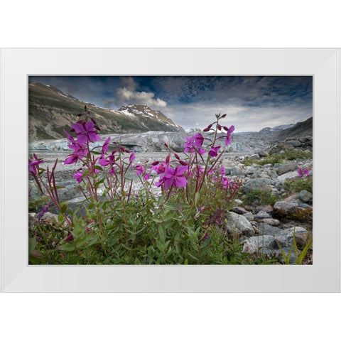 Beach beauty flowers thriving near the terminus of Reid Glacier- Glacier Bay. White Modern Wood Framed Art Print by Sederquist, Betty