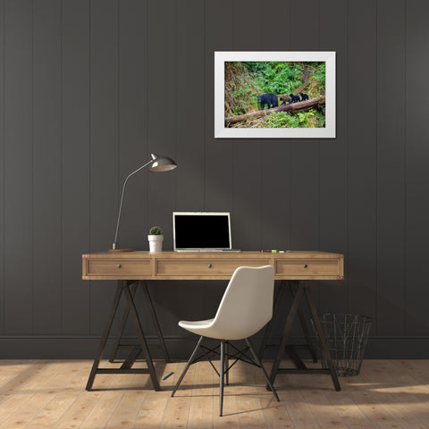 Black bear triplets follow mom at Anan Creek. White Modern Wood Framed Art Print by Sederquist, Betty