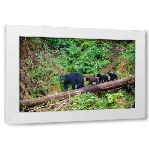 Black bear triplets follow mom at Anan Creek. White Modern Wood Framed Art Print by Sederquist, Betty