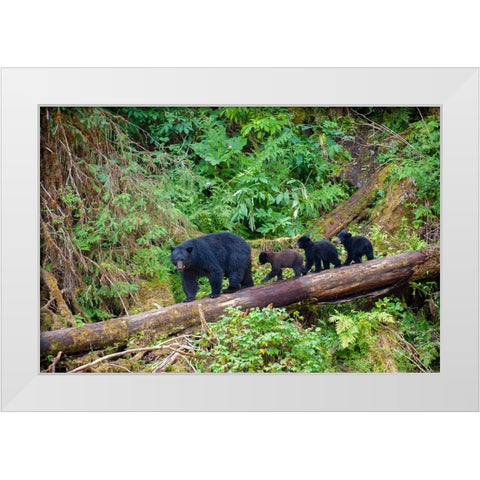 Black bear triplets follow mom at Anan Creek. White Modern Wood Framed Art Print by Sederquist, Betty