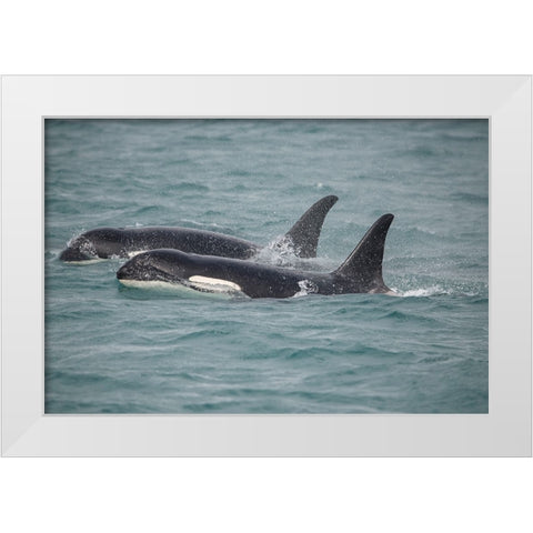 Fast swimming orcas make their way along Icy Strait. White Modern Wood Framed Art Print by Sederquist, Betty