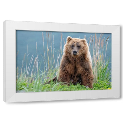 Bear cub poses on the beach of Cook Inlet. White Modern Wood Framed Art Print by Sederquist, Betty