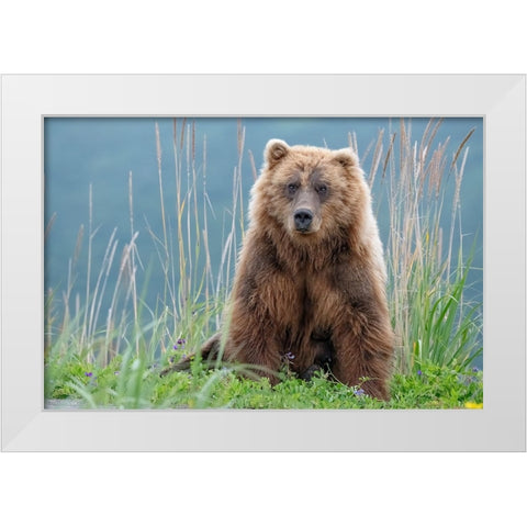 Bear cub poses on the beach of Cook Inlet. White Modern Wood Framed Art Print by Sederquist, Betty