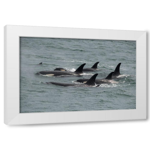 Big pod of orcas in Icy Strait a family unit. White Modern Wood Framed Art Print by Sederquist, Betty