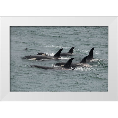 Big pod of orcas in Icy Strait a family unit. White Modern Wood Framed Art Print by Sederquist, Betty