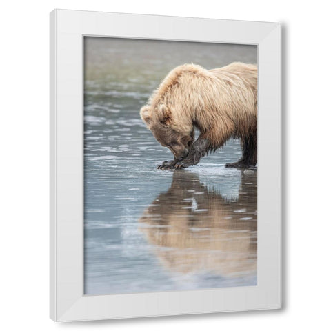Clamming brown bear reflected at low tide along Cook Inlet. White Modern Wood Framed Art Print by Sederquist, Betty